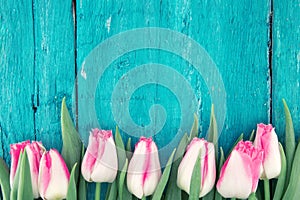 Frame of tulips on turquoise rustic wooden background. Spring fl