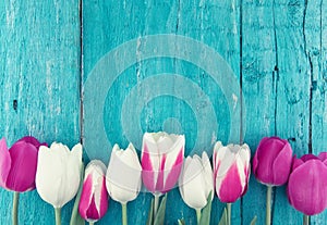 Frame of tulips on turquoise rustic wooden background. Spring fl