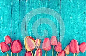 Frame of tulips on turquoise rustic wooden background. Spring fl