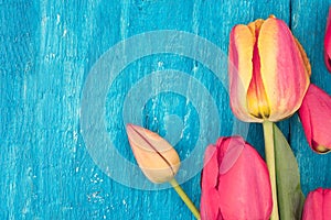 Frame of tulips on turquoise rustic wooden background. Spring fl