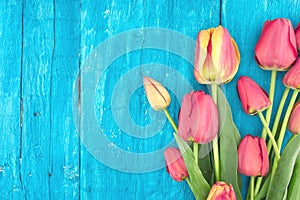 Frame of tulips on turquoise rustic wooden background. Spring fl