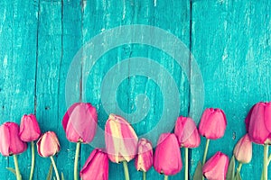 Frame of tulips on turquoise rustic wooden background. Spring fl