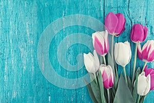 Frame of tulips on turquoise rustic wooden background. Spring flowers. Greeting card for Valentine`s Day, Woman`s Day and Mother`s