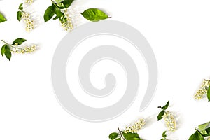 Frame of twigs with leaves and flowers bird cherry tree  Prunus padus, hackberry, hagberry, Mayday tree  on white background