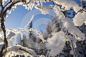 Frame of twigs with snow crystals in front and snowy forest and a blue sky in background