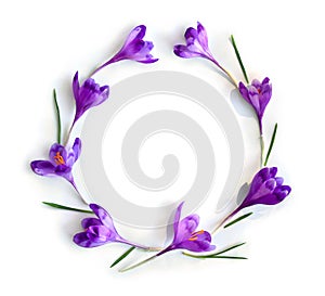 Frame of violet crocuses on a white background with space for text. Spring flowers. Top view, flat lay