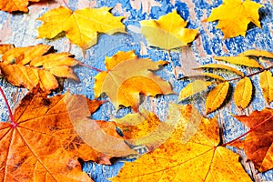 Frame from vivid colorful autumn leaves on the grunge wooden cyan desk