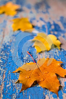 Frame from vivid colorful autumn leaves on the grunge wooden cyan desk