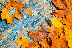 Frame from vivid colorful autumn leaves on the grunge wooden cyan desk