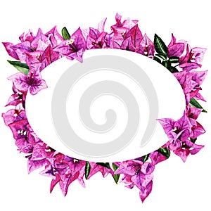 Frame with watercolor bougainvillea flowers isolated on white background