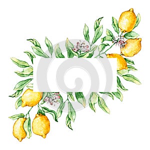 Frame with watercolor lemon branches and flowers. Hand drawn illustration is isolated on white. Floral border