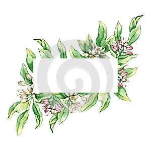 Frame with watercolor lemon and orange flowers and leaves. Hand drawn illustration is isolated on white. Floral border