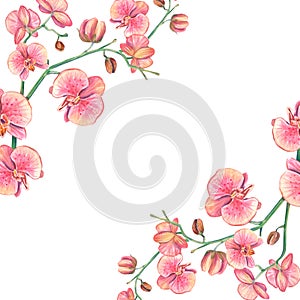 Frame with watercolor orchid flowers. Isolated illustration on a white background of a tropical pink flower. Floral botanical