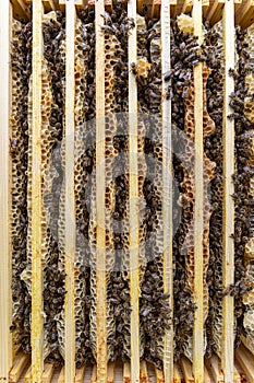 Frame with a wax honeycomb of honey with bees
