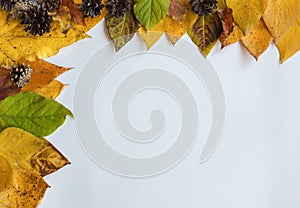 Frame for white background of yellow leaves