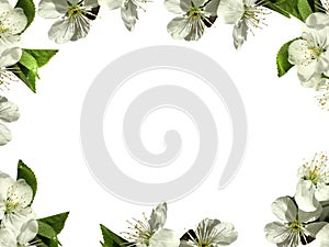 Frame with white flowers. PNG. photo