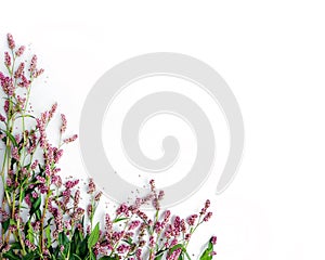 Frame of Wild Pink Flowers isolated on White Canvas Background, Real Shadow