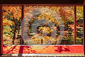 Frame between wooden pavilion and beautiful Maple tree in Japanese Garden and red carpet at Enkoji temple, Kyoto, Japan. Landmark