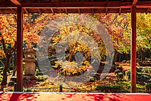 Frame between wooden pavilion and beautiful Maple tree in Japanese Garden and red carpet at Enkoji temple, Kyoto, Japan. Landmark