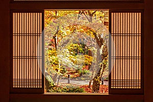 Frame between wooden window and beautiful Maple tree in Japanese Garden at Enkoji temple, Kyoto, Japan. Landmark and famous in
