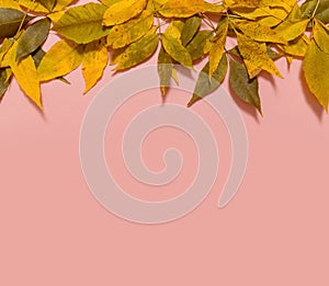 Frame from yellow autumn leaves with copy space for text isolated on pink background. Thanksgiving Day backdrop. Fall concept.