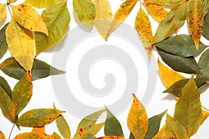 Frame from yellow autumn leaves with copy space for text isolated on white background. Thanksgiving Day backdrop. Fall concept.