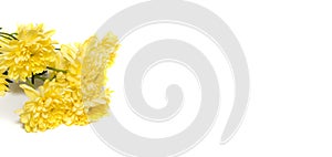 Frame of yellow Chrysanthemum flowers isolated on white background with copy space for text. Holiday backdrop. Greeting card for