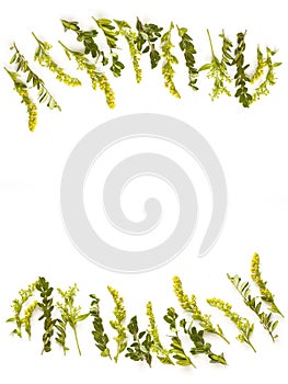 frame of yellow flowers and green leaves with place for text. simple flat lay
