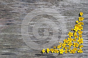 Frame of yellow flowers on a wood background