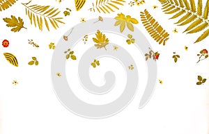 Frame from yellow leaves and dry leaves and flower on white background