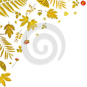 Frame from yellow leaves and dry leaves and flower on white background