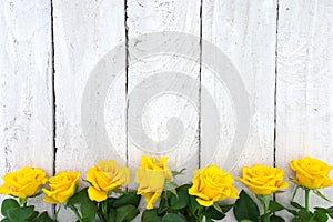 Frame of yellow roses on white rustic wooden background. Valenti