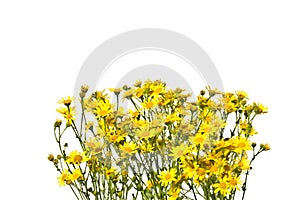 Frame with yellow senecios on a white background.