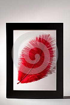 Framed bright red feather on white. Fine art texture background.