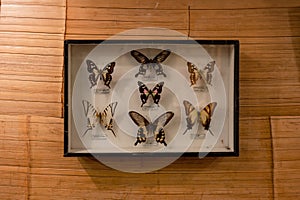 Framed Butterfly Collection Displayed on Wall photo