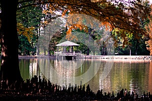 Framed by a cypress tree with knees a Pavilion sits on a lake in the fall