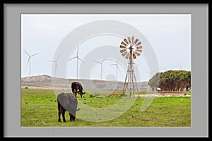 Framed Image Of Cattle Grazing Beside Old And New Wind Devices