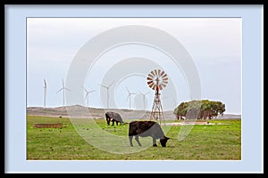 Framed Image Of Cattle Grazing Beside Old And New Wind Devices