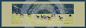 Framed Photo Of Cowboys Rounding Up Running Wild Horses