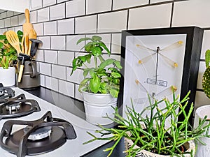 Framed taxidermy dragonfly art in a black and white subway tiled kitchen with numerous plants