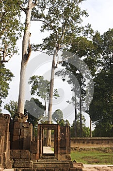 Framed tree at Banteay Srei