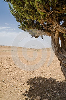 Framed view of single dry tree in Atlas Mountains in Morocco, North Africa