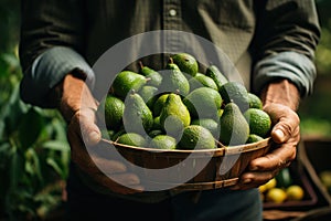 Framer Holding a Basket of Avocado on Farm AI Generated