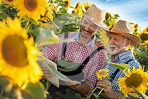 Framers team in sunflowers in field