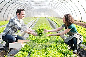 Framers working together on a greenhouse