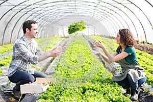 Framers working together on a greenhouse