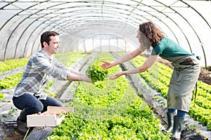 Framers working together on a greenhouse