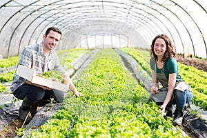 Framers working together on a greenhouse