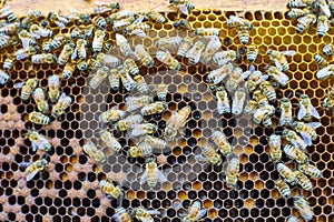 Frames of a bee hive. Beekeeper Inspecting Bee Hive