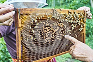 Frames of a bee hive. Beekeeper Inspecting Bee Hive